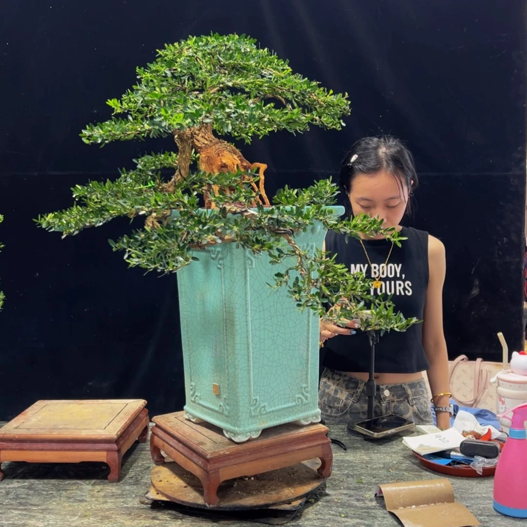 无花朵广东黄杨四季常青