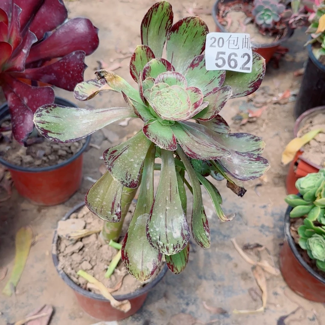 V锦多肉562满20包邮断枝不包