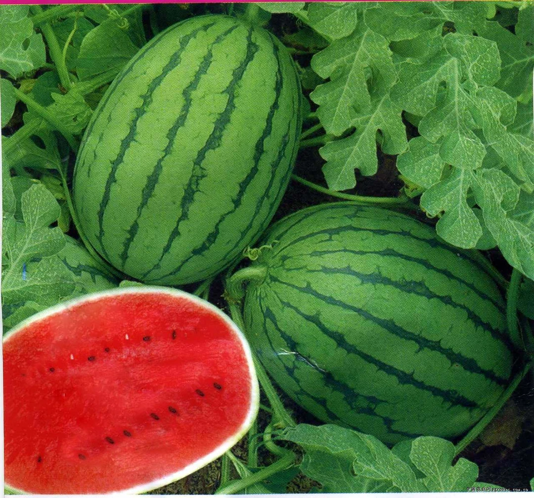 现收山货土特产通用链接4夏日百合