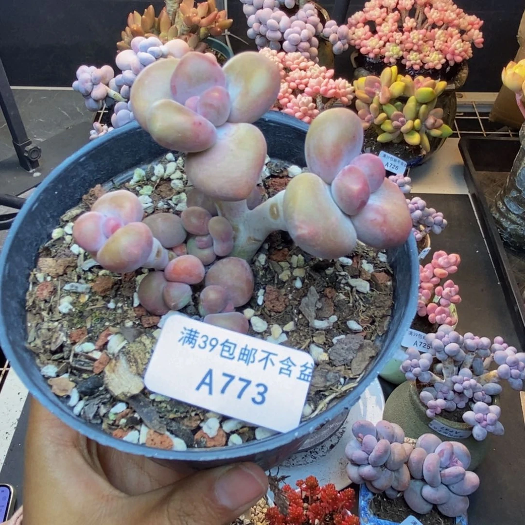 773芒果奶kk奶多肉7c m