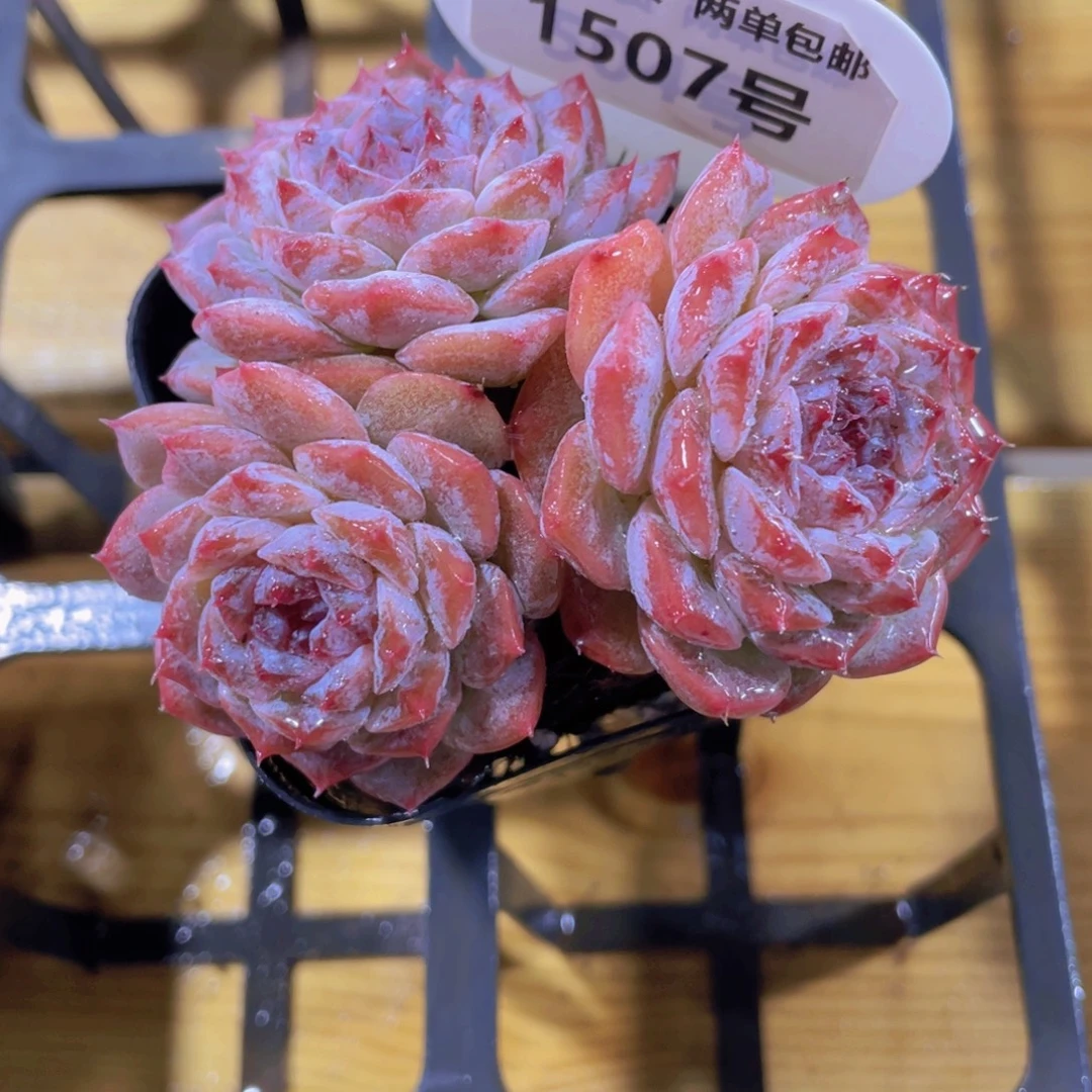 1507号 孤品粉透糖心三头