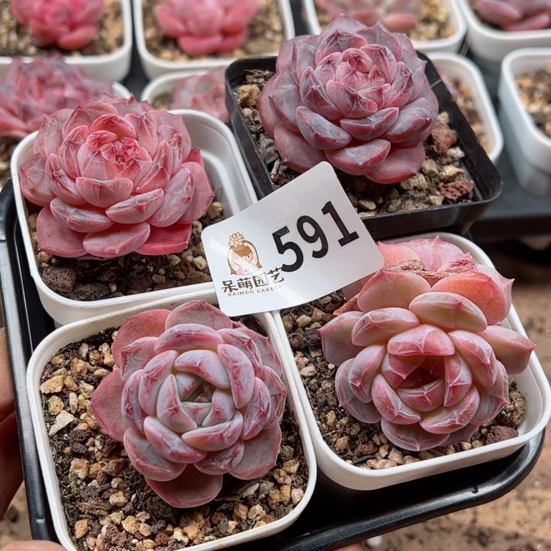 多肉植物多肉植物