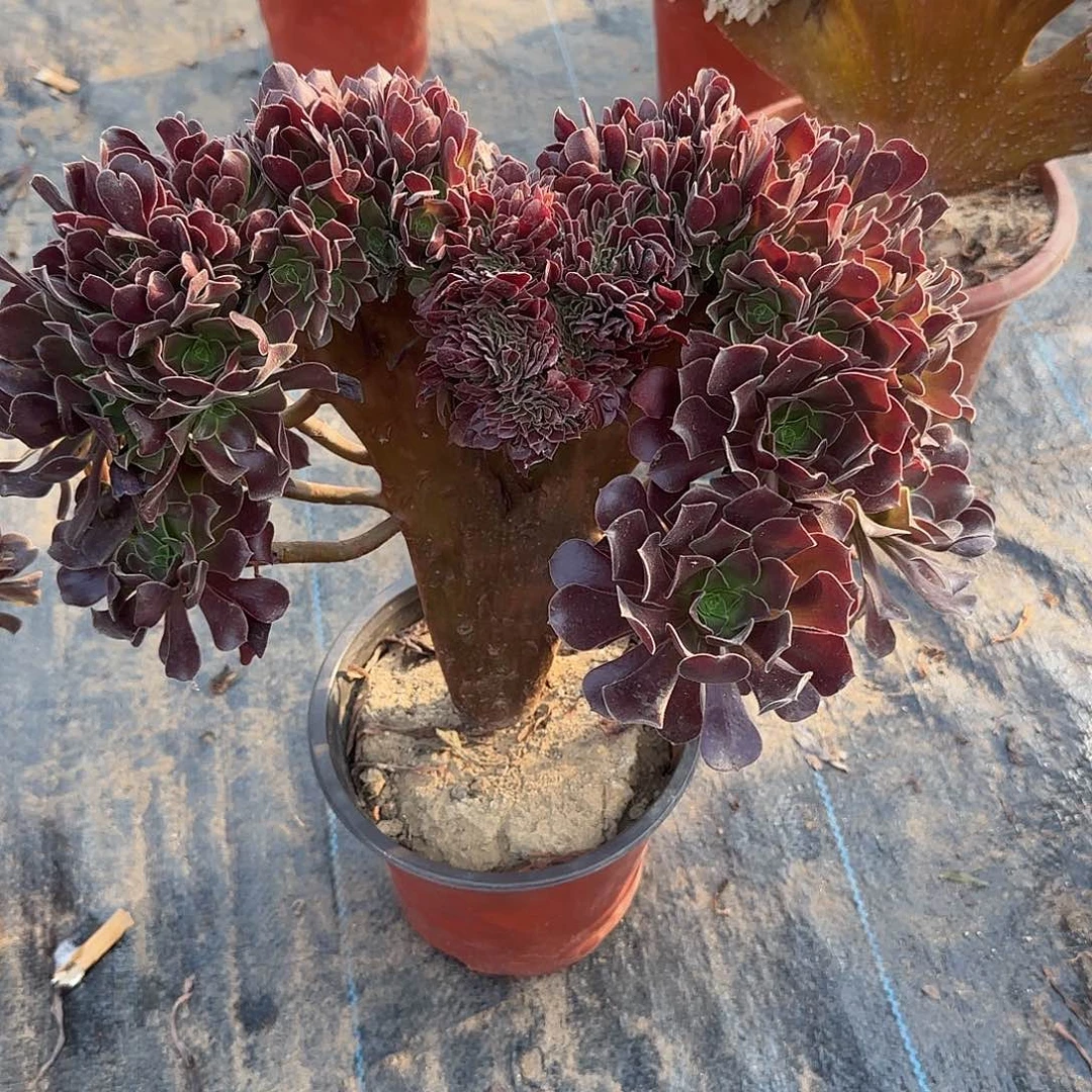 镇***运无花朵欧紫图哦哦哦哦哦哦
