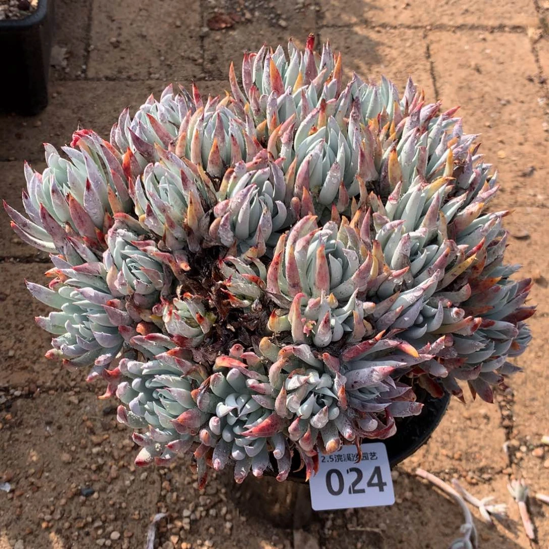 奴婢吉娜，2月8日发货多肉