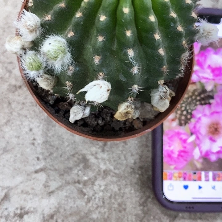 妖碟丽花，35789900