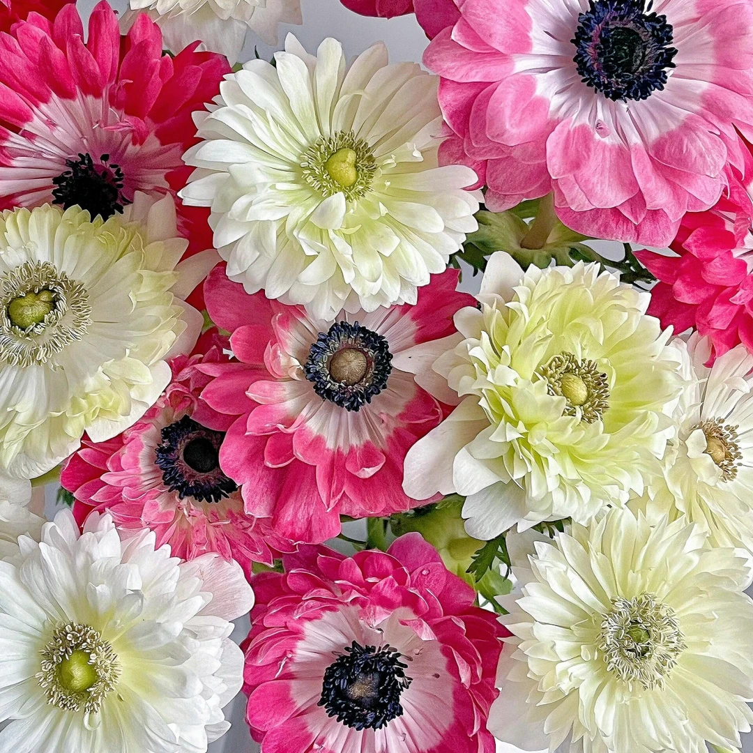 进口银莲花种球阳台庭院室内外冬季耐寒新手好养球根花卉盆栽植物