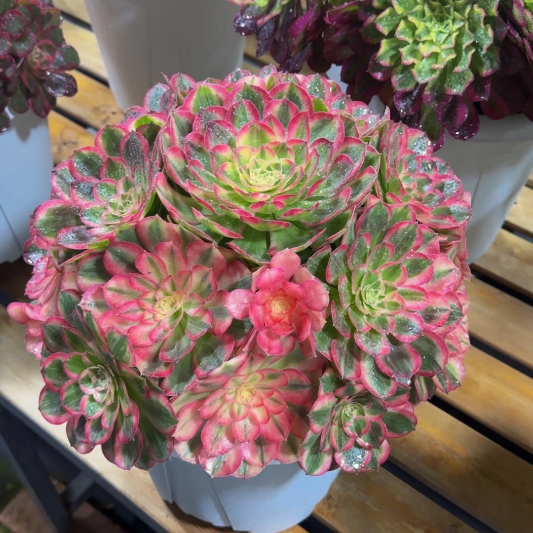 晨***悟玉芙蓉物流发货到付
