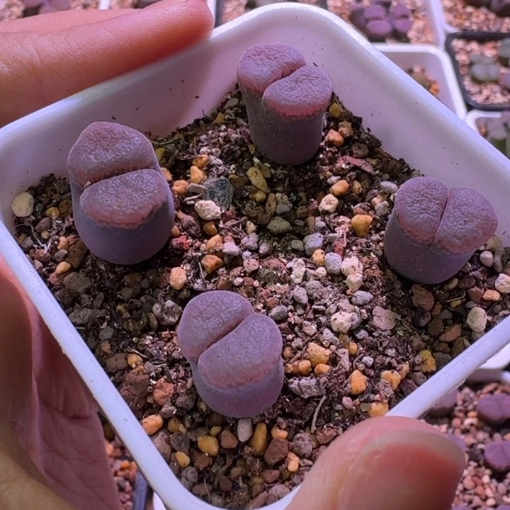 38号四头c10同属一物一拍1.2-1.5