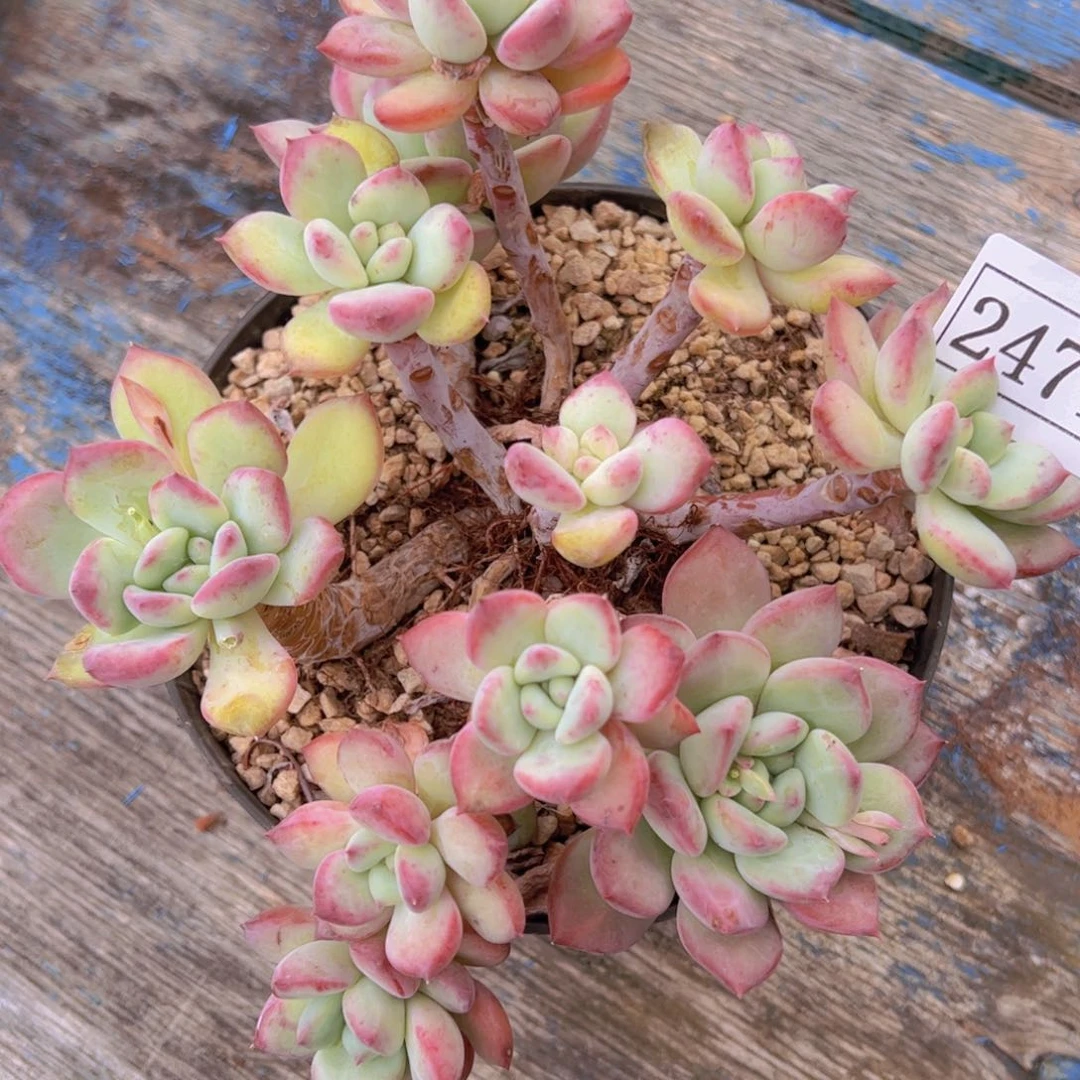 哈*拉糖2471一物一拍