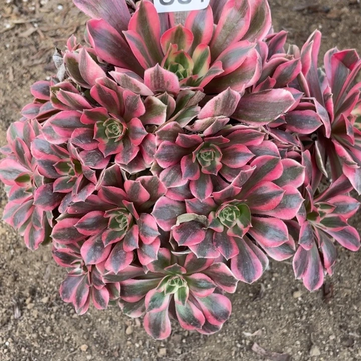 完全开放881对肉植物女妖