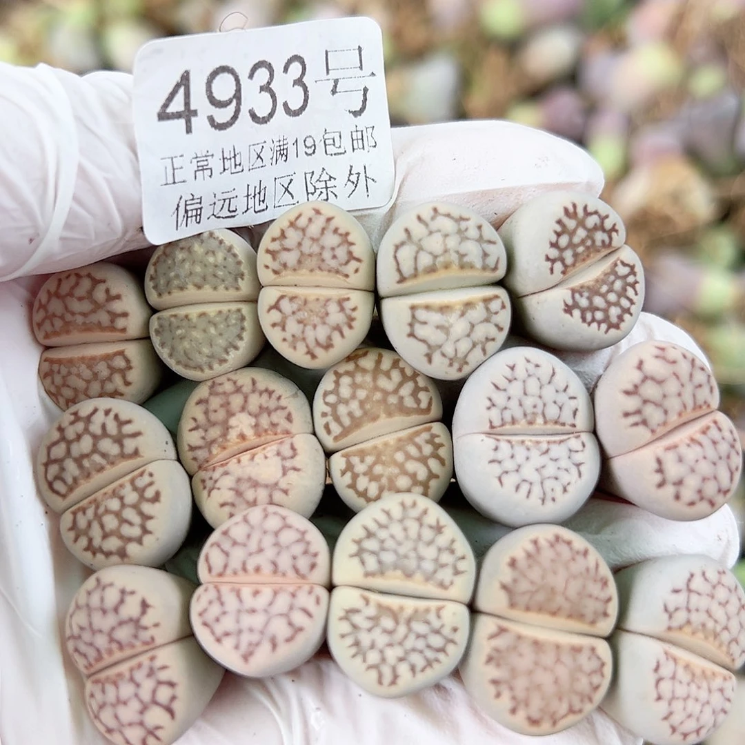 4933 好养易活生石花大母本15个1.5cm左右