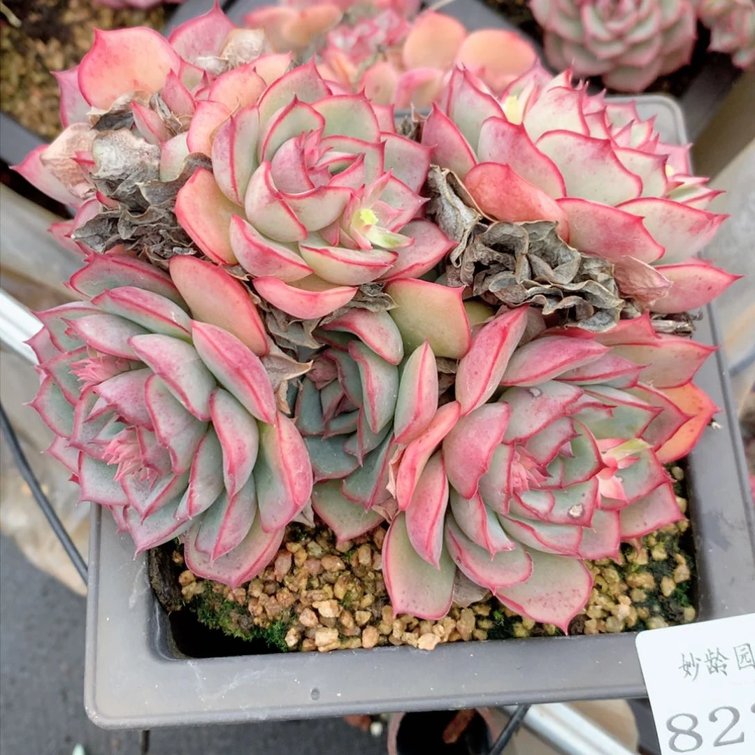 刘***8233杂交多肉植物基地