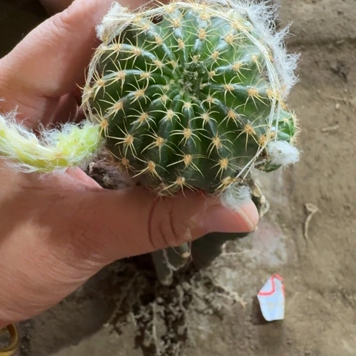 量天尺嫁接美3斑4公分左右带花苞