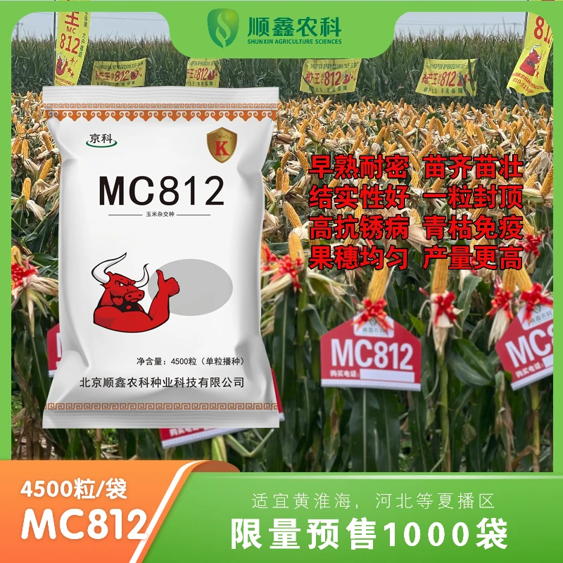 【MC812】春夏两播黄淮海地区京津冀东华北多抗高产量玉米种子