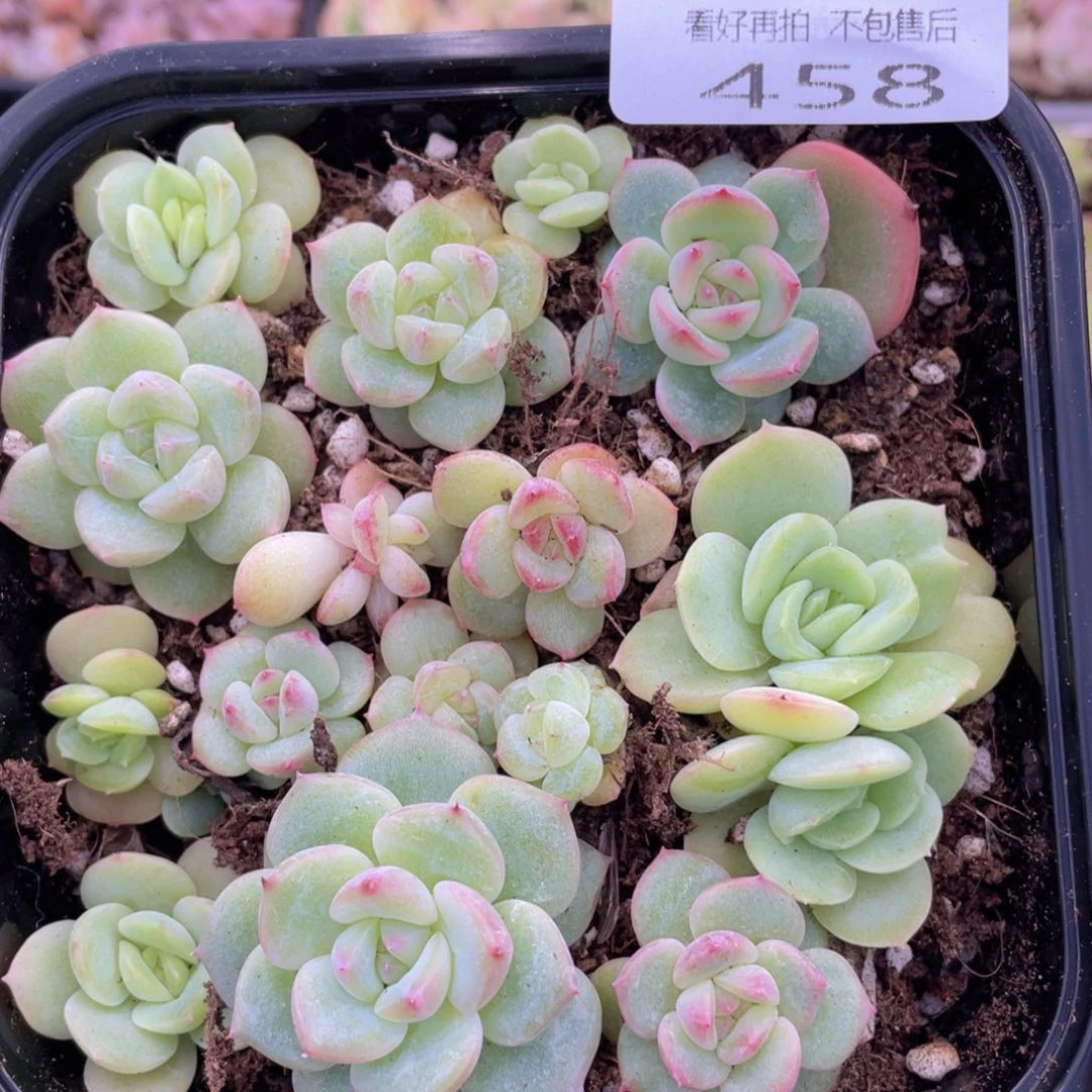 云糖心多肉植物458