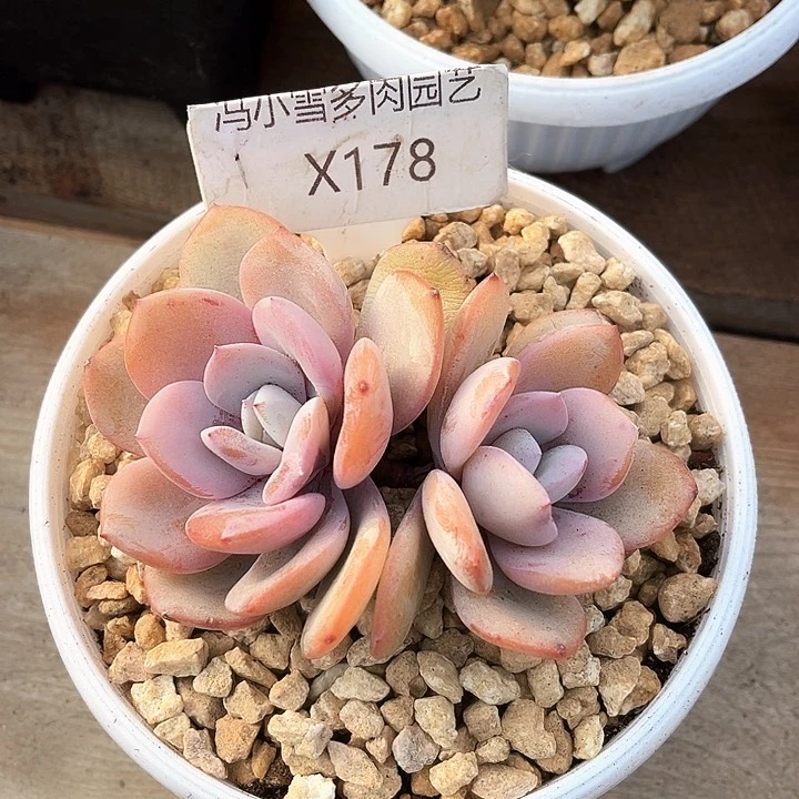 我是第一百个为妖姬应援哒