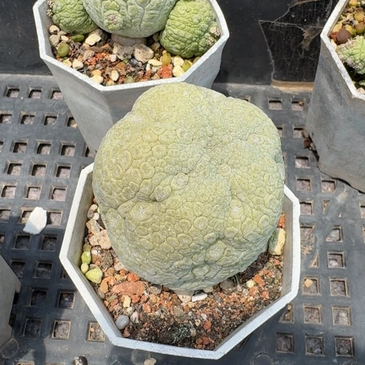 凌*棒槌凝蹄实生专拍