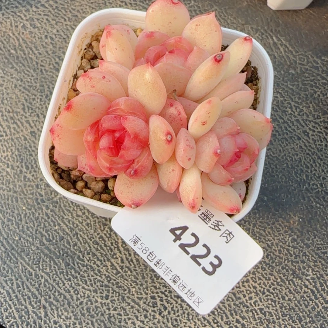 琴心，4223多肉植物