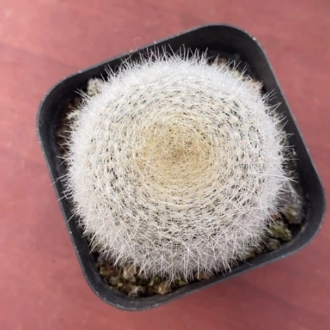 白雪光单4仙人球