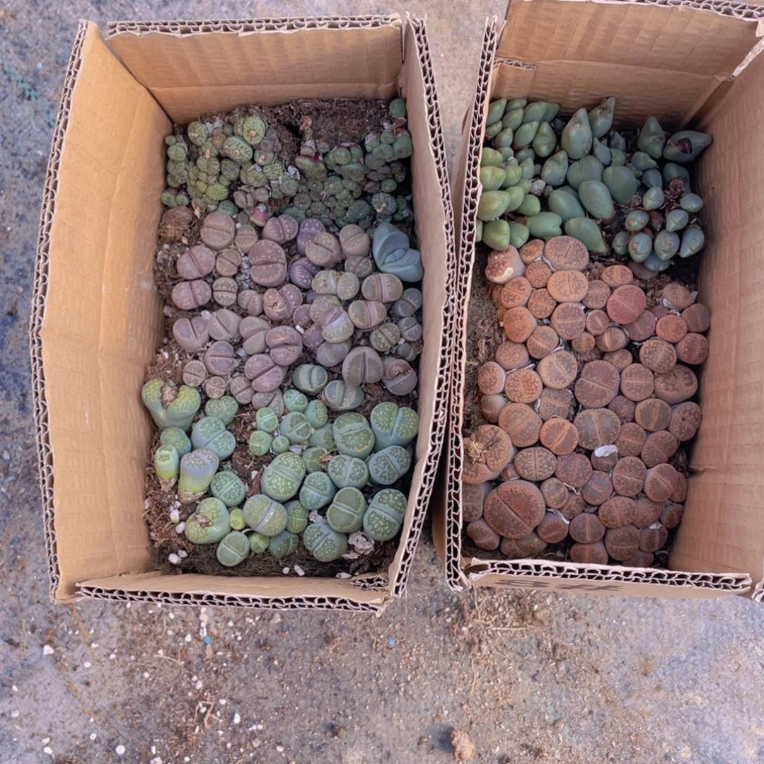 一箱拼箱8888888888