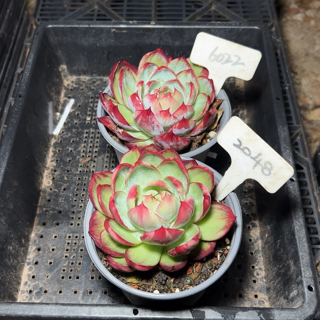 惊鸿仙子6022.2048号