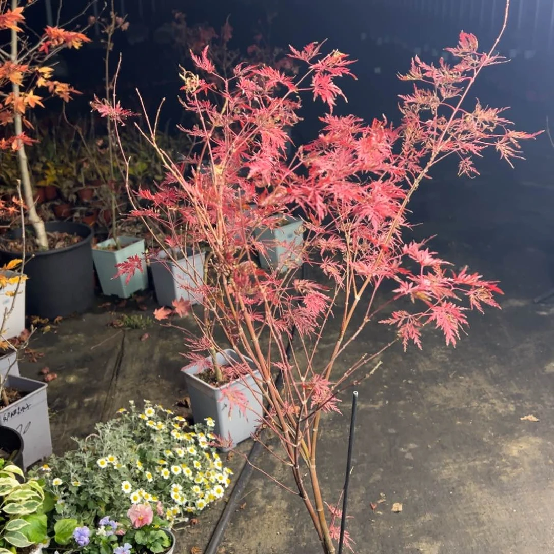 不开花植物10青龙