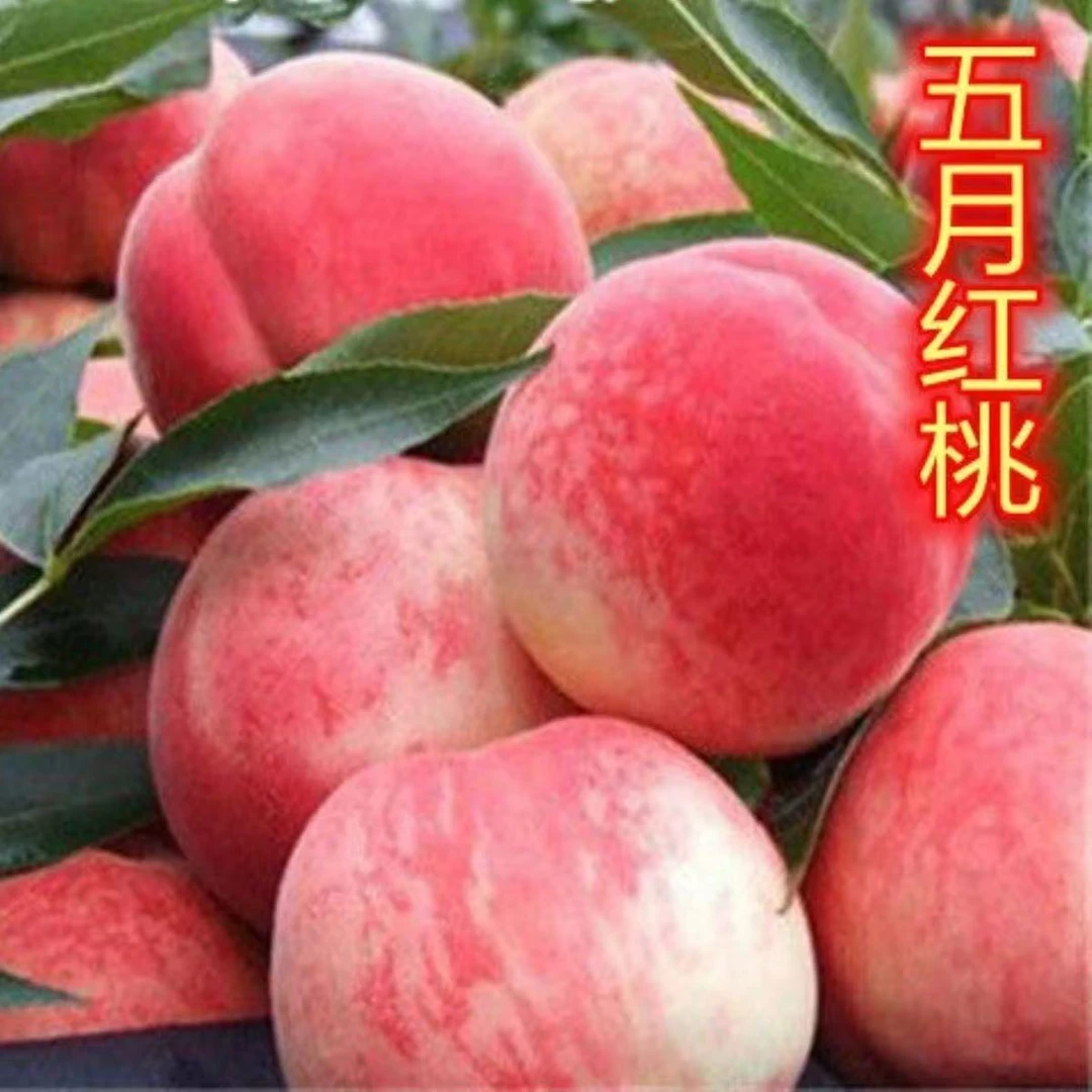 优质桃树苗当年栽种易结果嫁接成苗先挖先发