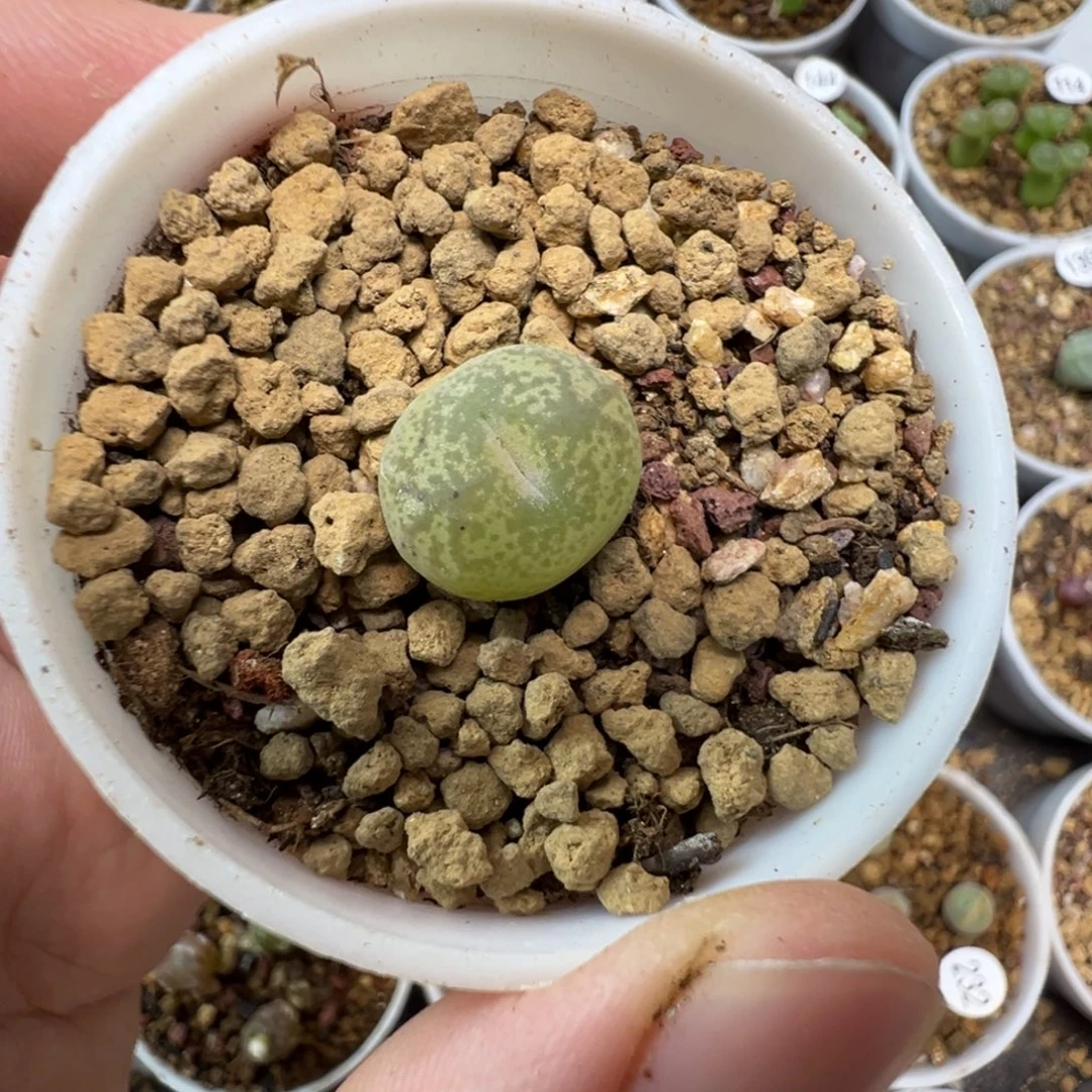 毛杂一颗带盆土151000
