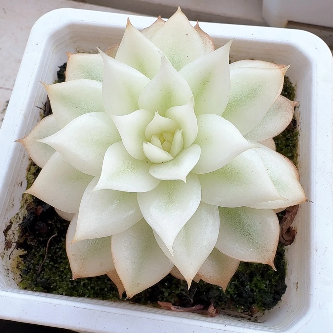黑水晶大宽锦一线天