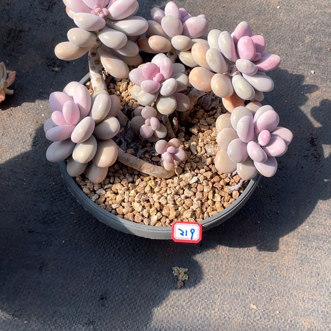 219桃蛋 一物一拍多肉