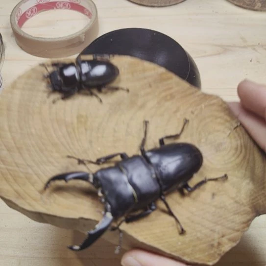 西南扁对虫 70mm公