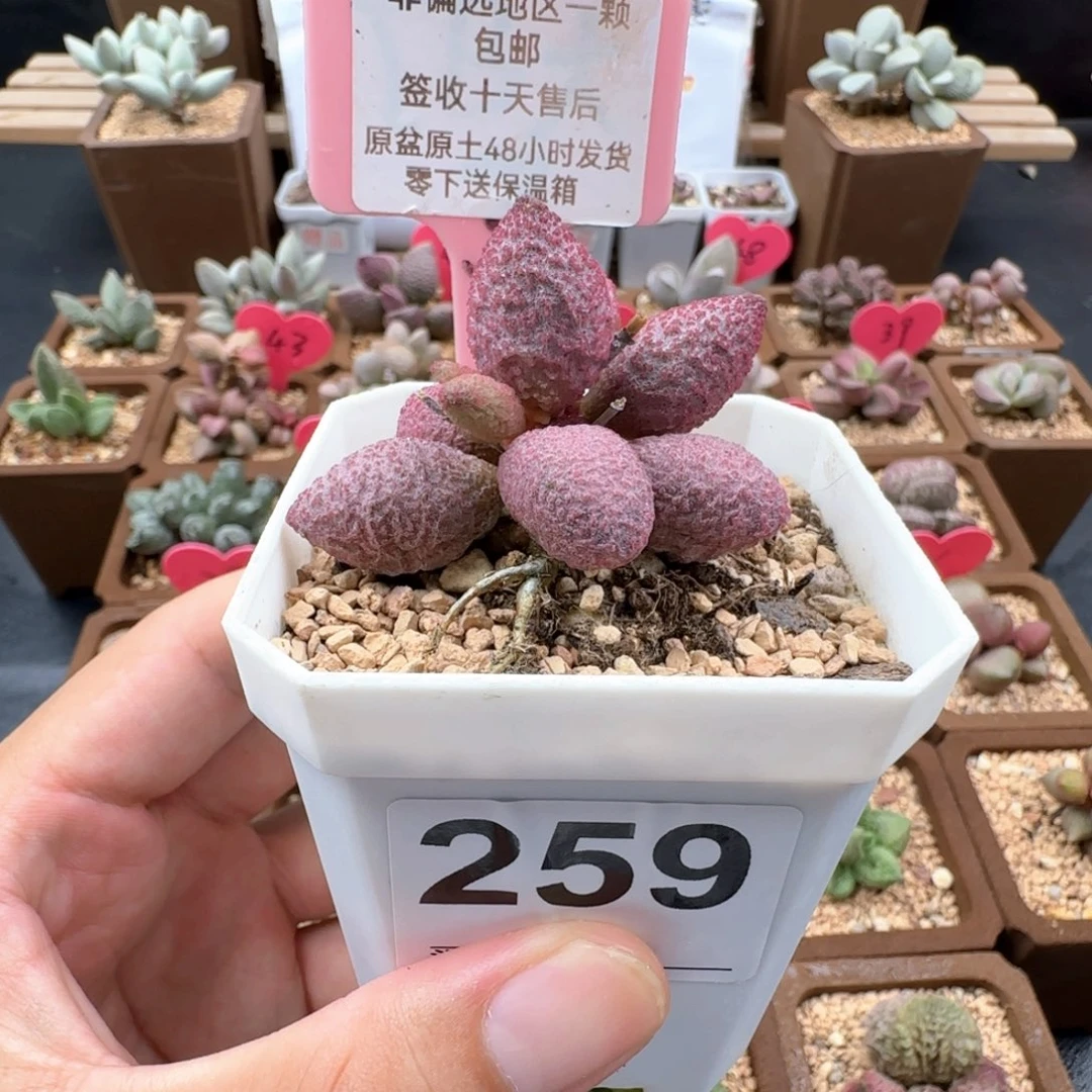 259糖果多肉植物