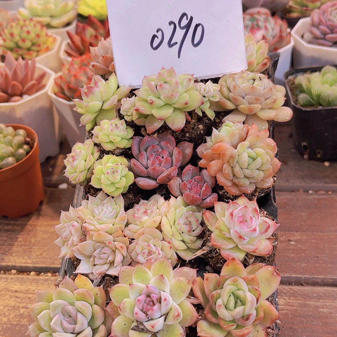 一物一拍0290福利21颗