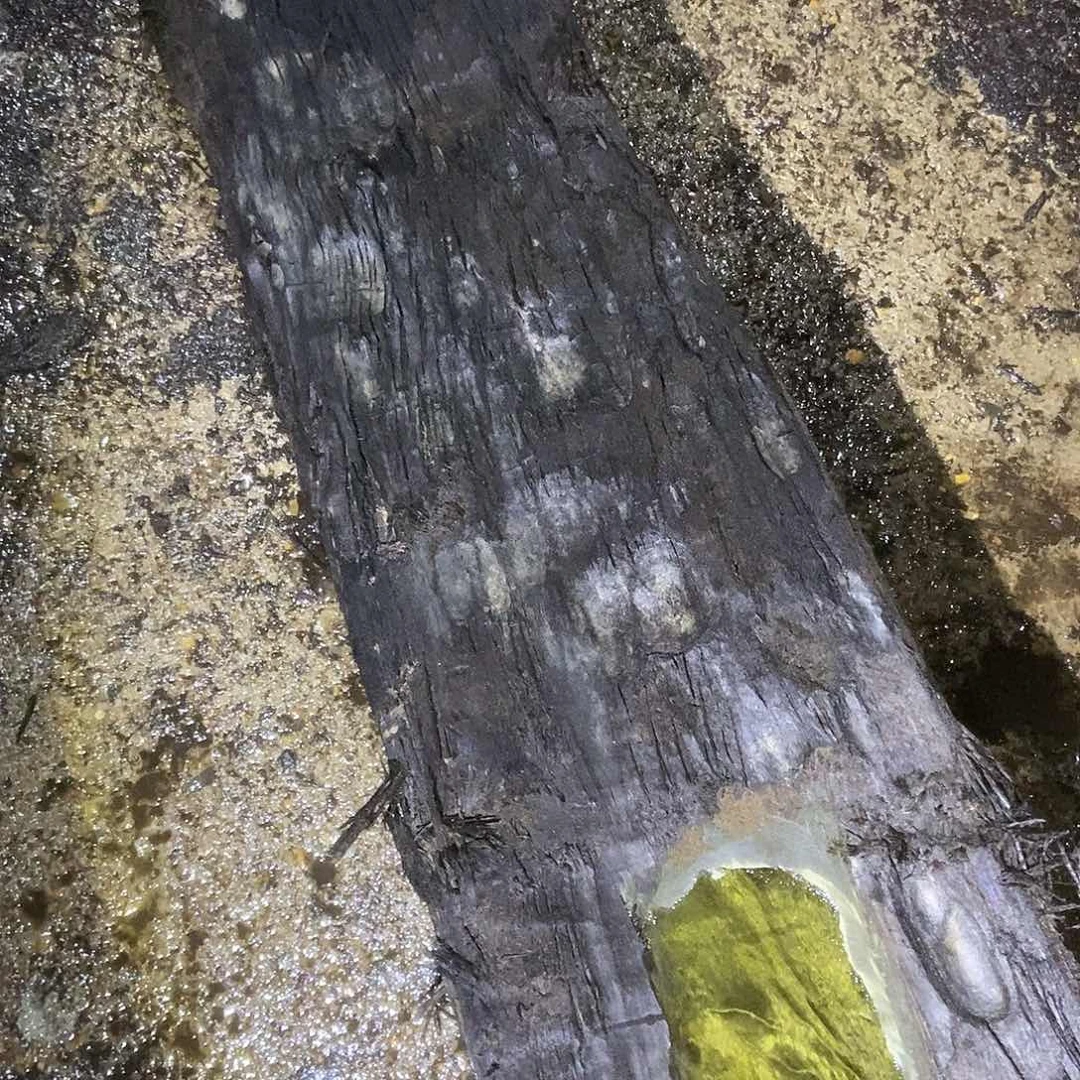 风*金丝楠阴沉木毛料