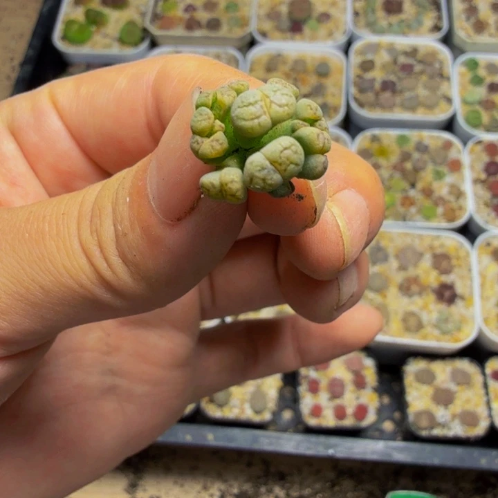 陈*陈多肉植物的生长58