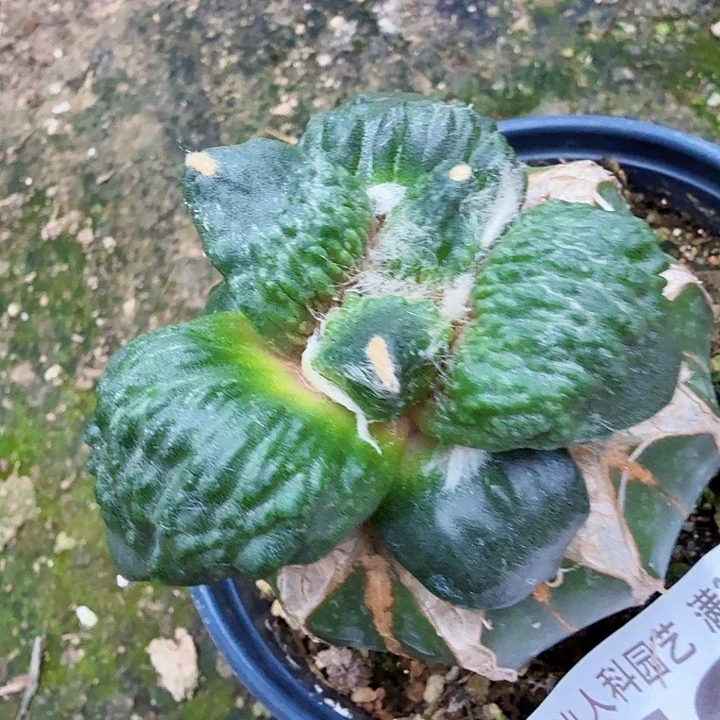 无花朵795栗源怒涛东七