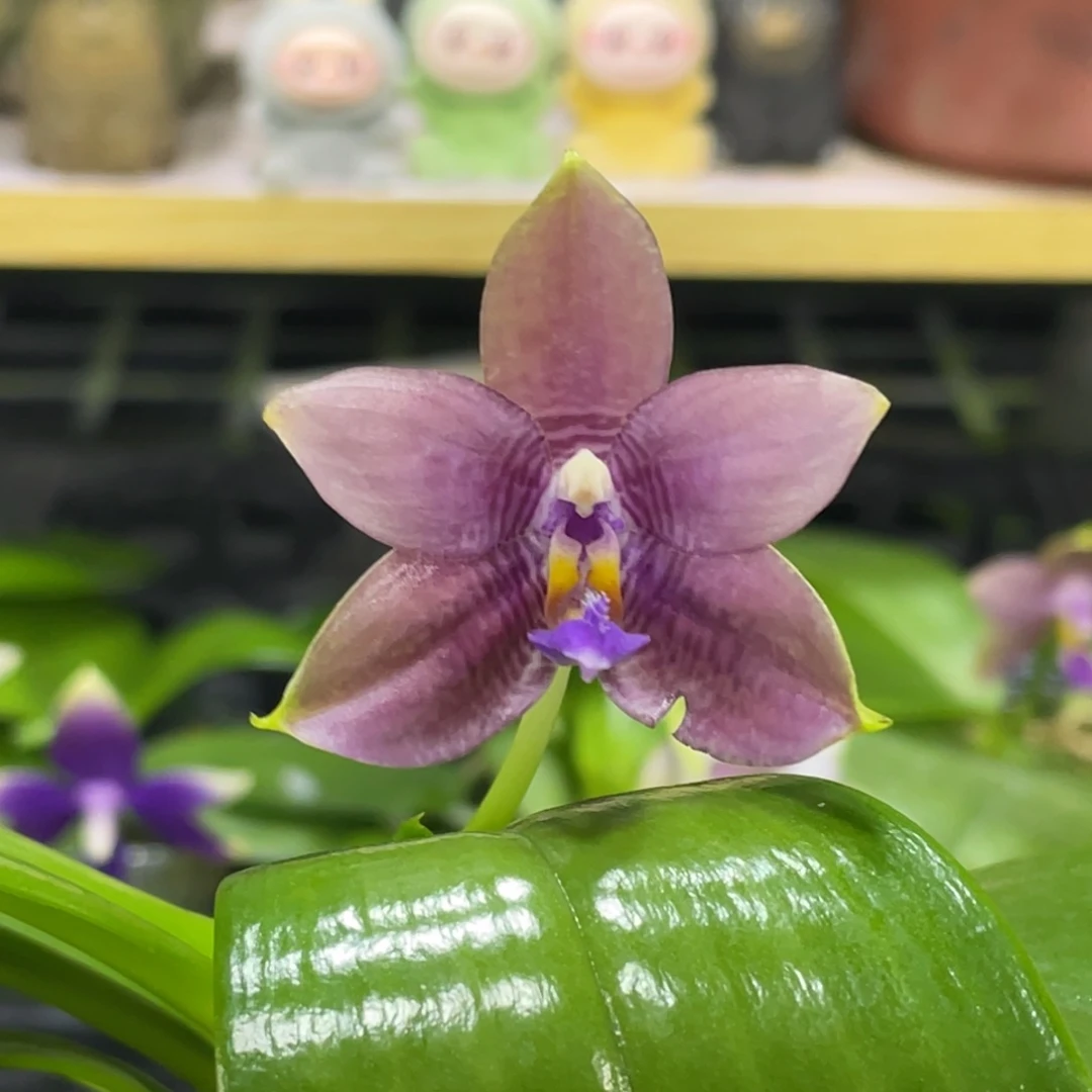 完全开放3667开花株