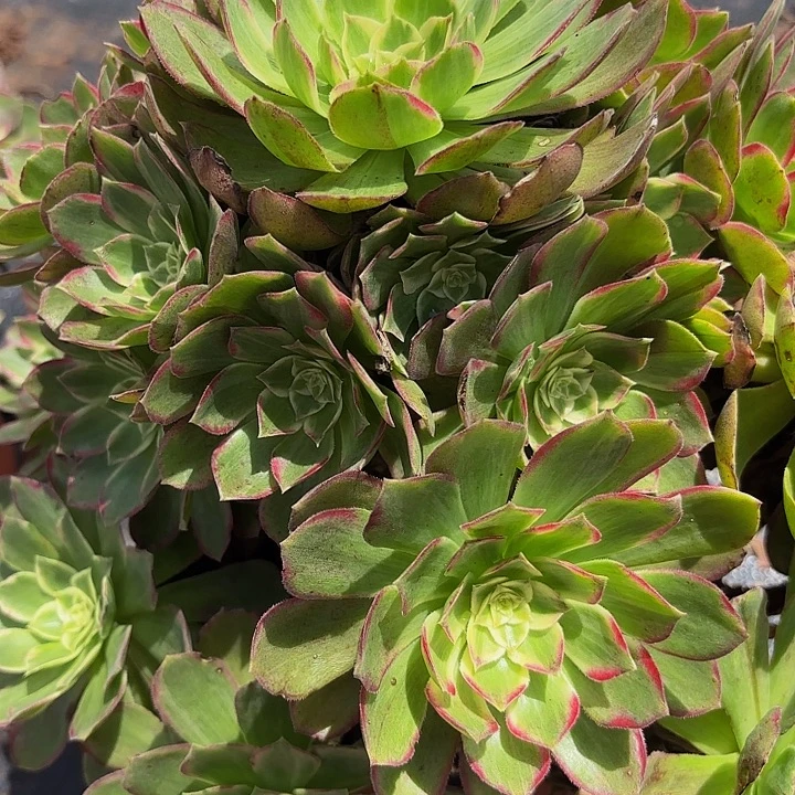 多肉植物福利880个