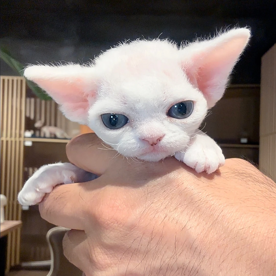 女娲血德文卷毛猫8.14日生白妹妹女孩爆毛爆卷高赛级宠物猫活体