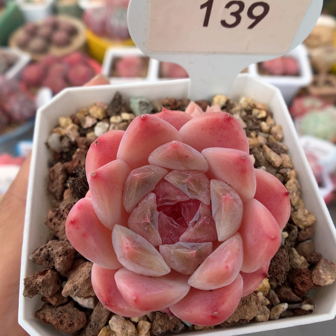 139糖心多肉植物福利