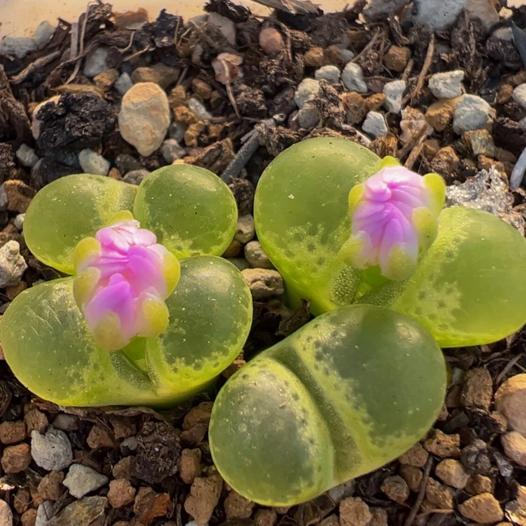 19多肉植物百科大眼睛1453.81