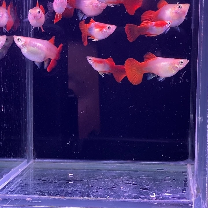 孔雀鱼黄包球10条包邮