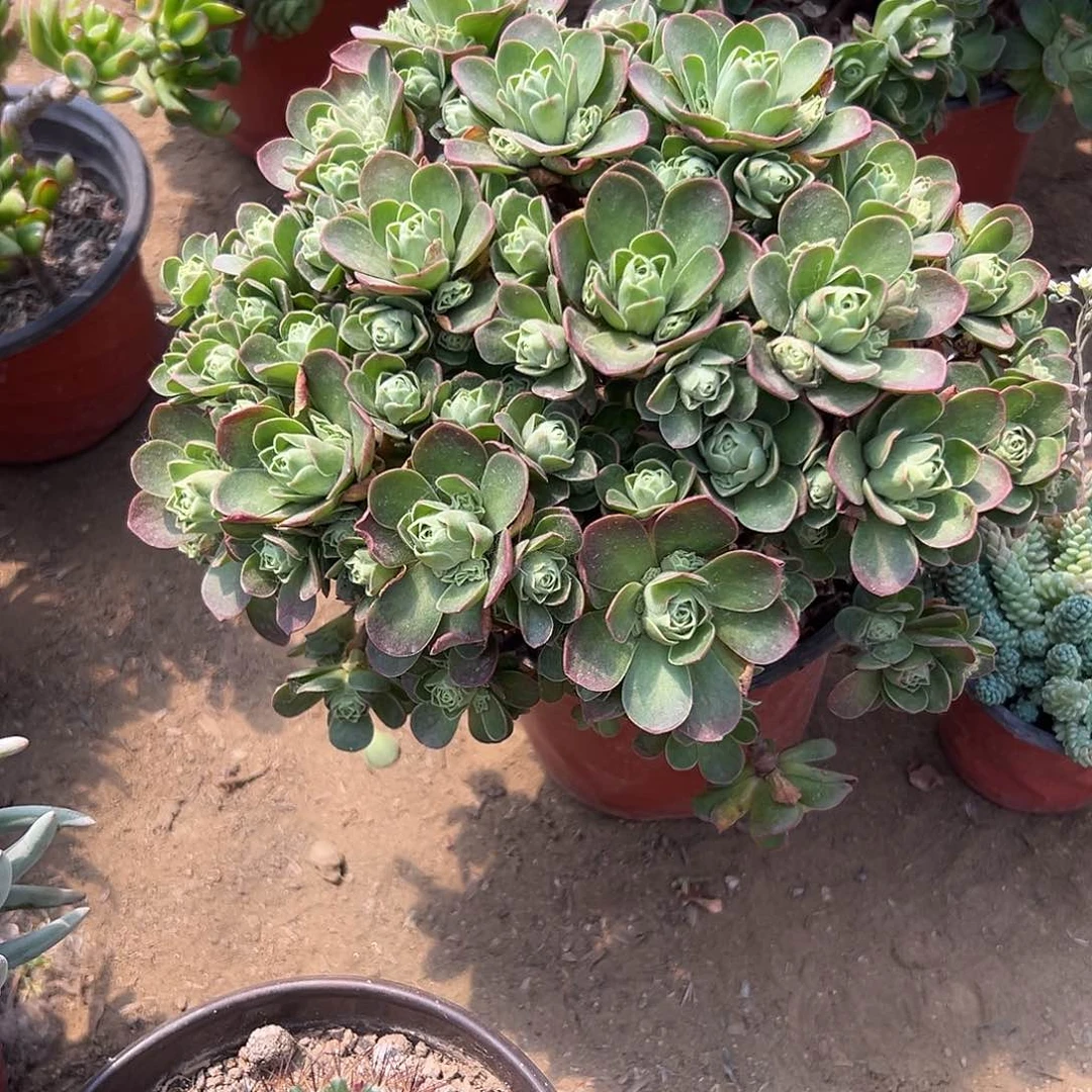 多肉植物树玫瑰群
