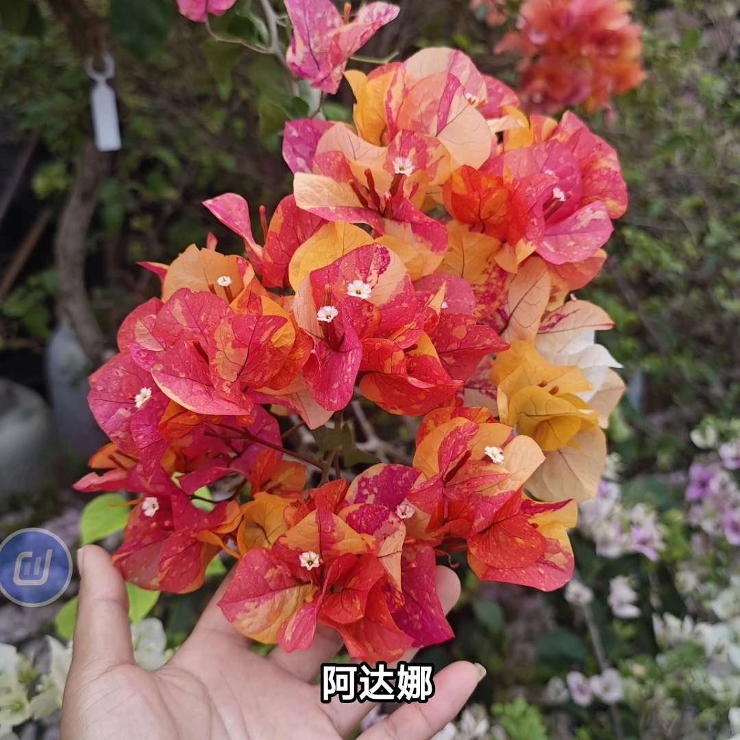 【不保温冻伤不售后】三角梅超新品90公分原生游龙桩