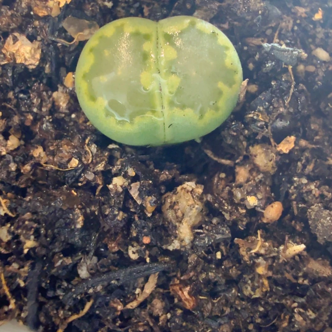 多肉植物和植物等植物539