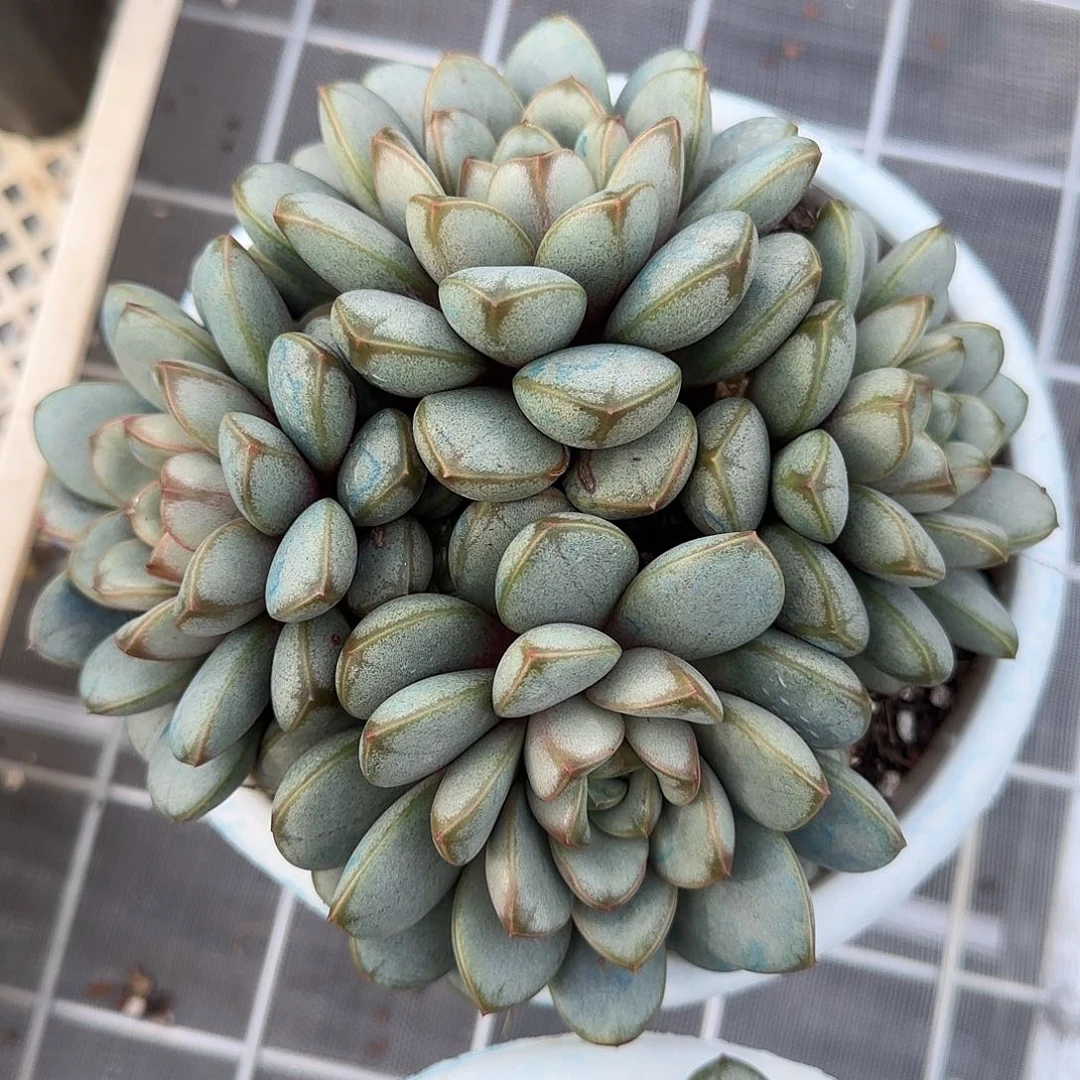 从前慢甄选多肉编号葡萄