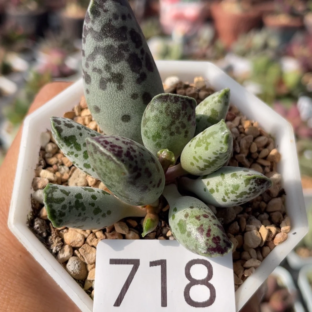 福利。 718。