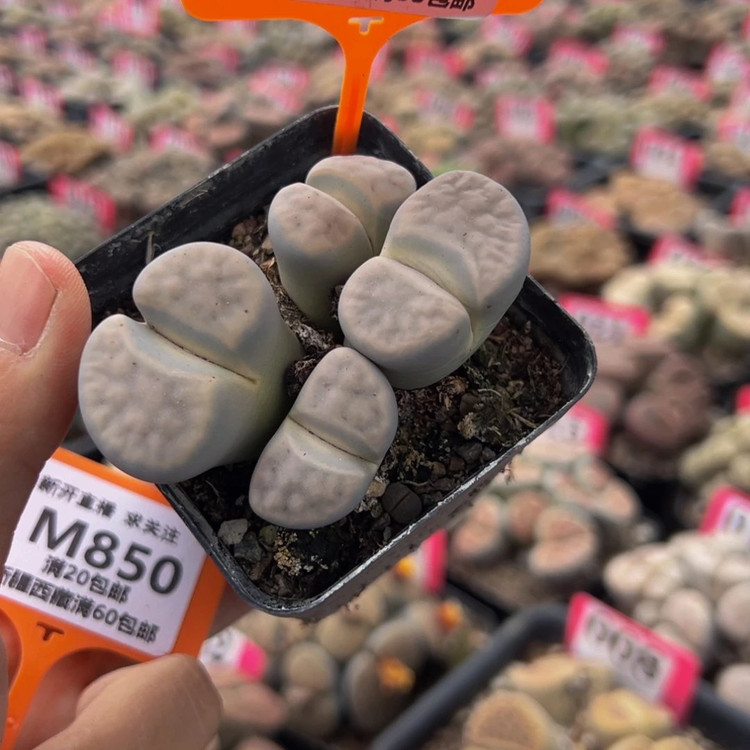 849 一物一拍，默认有伤，介意勿拍，不退不换