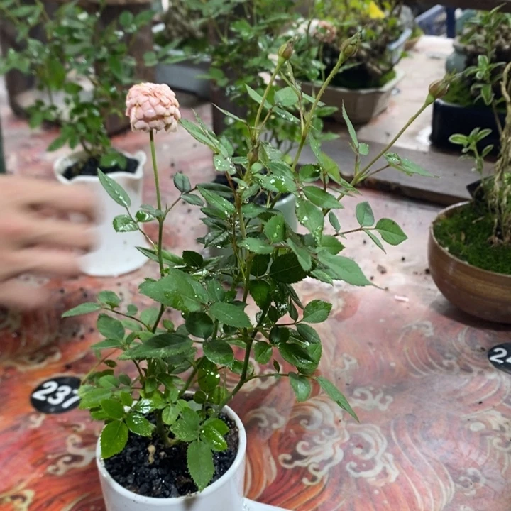 无花朵退款拉黑拉黑40