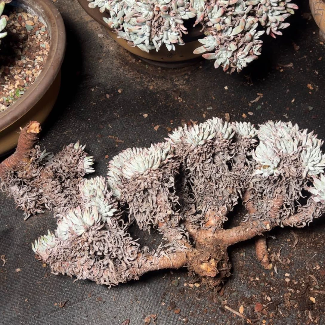 1318哈哈哈哈哈瑕疵